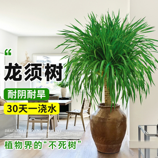 龙须树客厅绿植精品大型树苗办公室内龙血树造型小苗带土老桩盆景