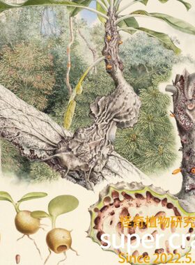 M.tuberosa块根土豆蚁巢玉蚁巢木蚁寨蚁栖植物附生块根共生造景