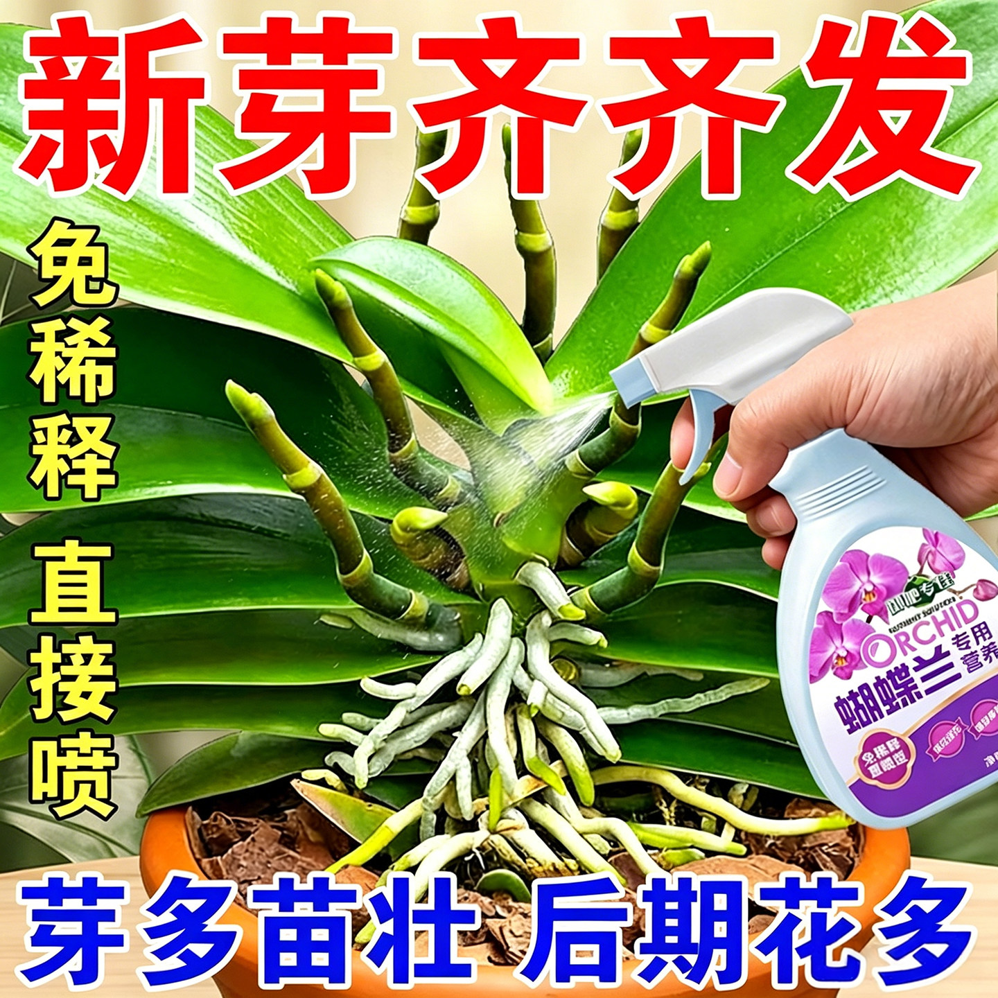 蝴蝶兰肥料专用肥兰花营养液