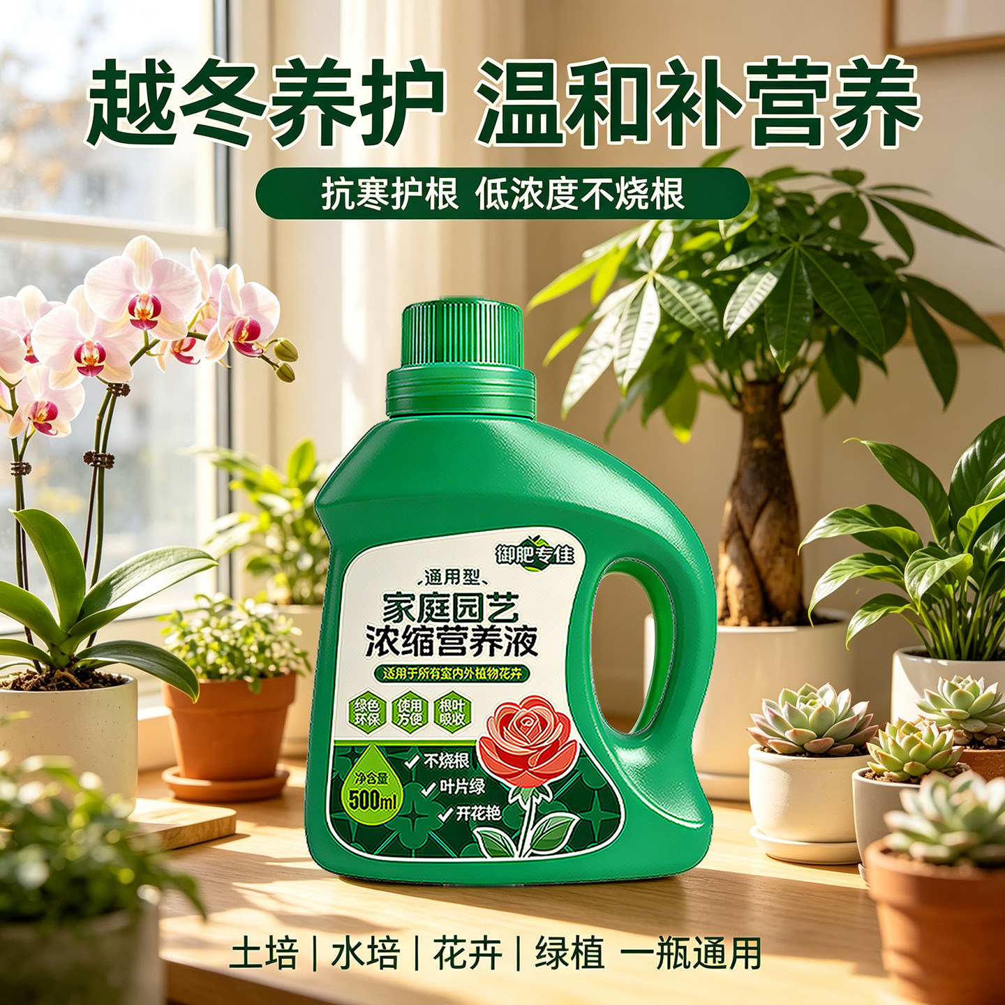 家用盆栽浓缩营养液橡皮树图片