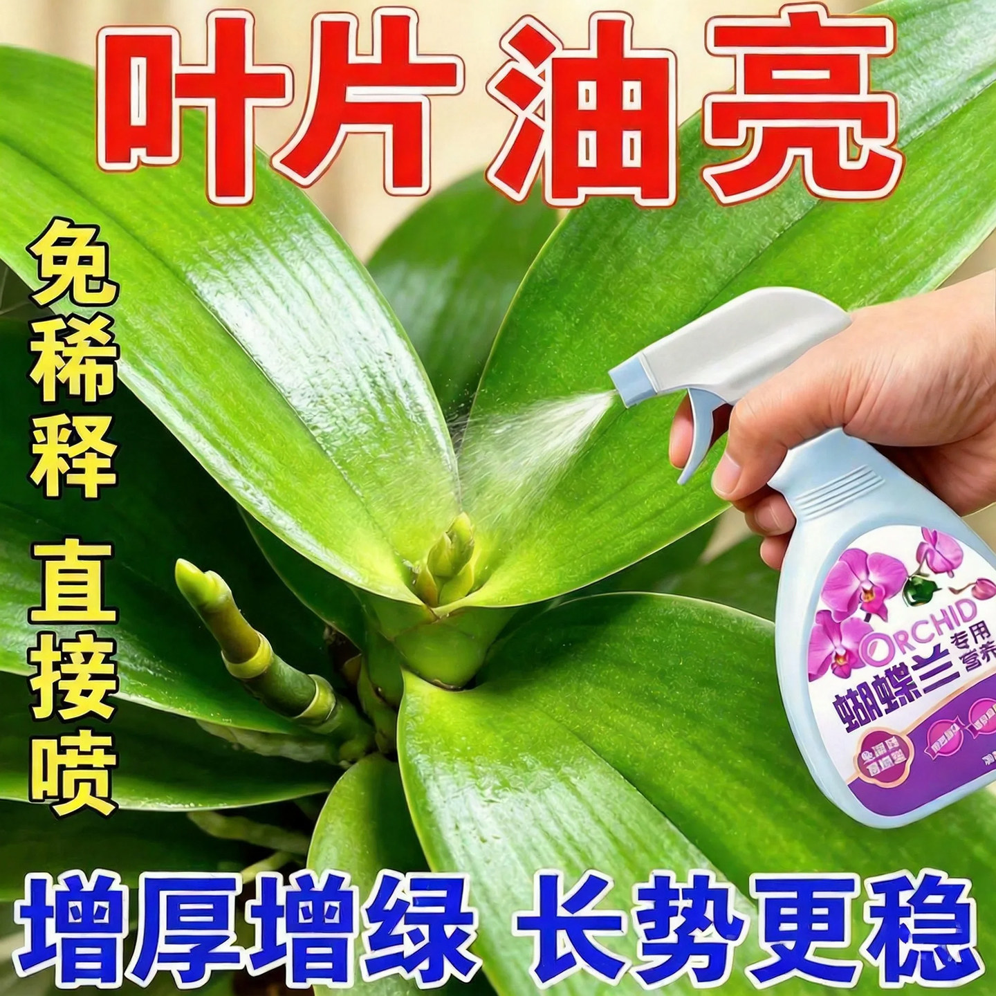 兰花营养液壮根促花叶片油绿