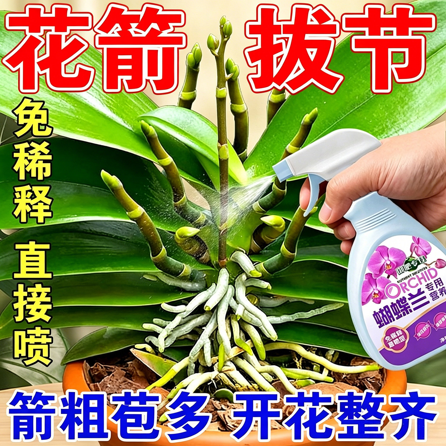 兰花盆栽蝴蝶兰营养液专用型