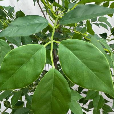 真树仿幸福叶树高大型树盆酒布店客57713厅落地花造艺景装饰造景