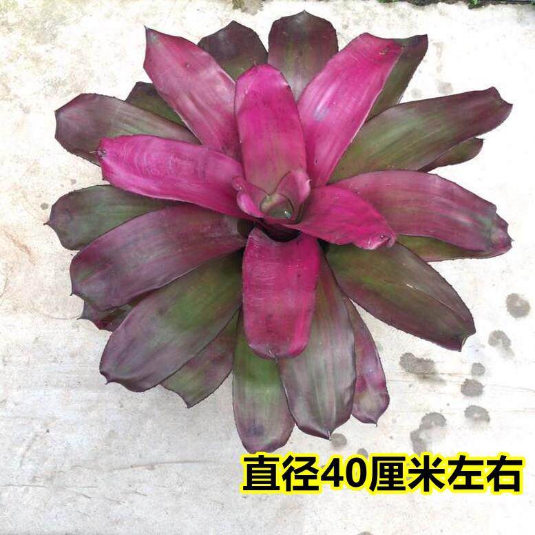 N属积水凤梨 火焰指环中小型品种螺旋叶积水雨林植物造景25cm左右