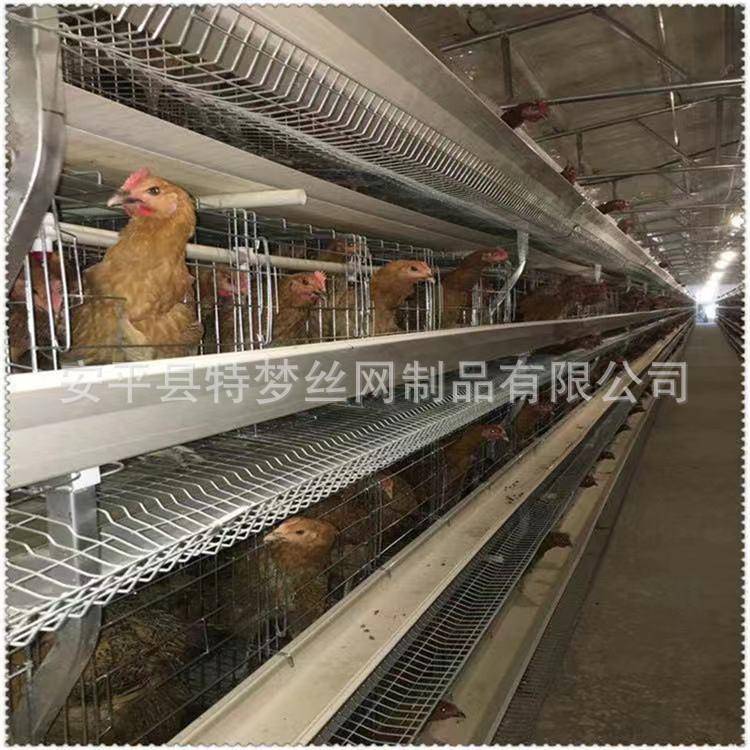鸡笼三蛋DSE鸡笼子层蛋鸡笼具鸡蛋鸡笼立蛋体蛋笼网