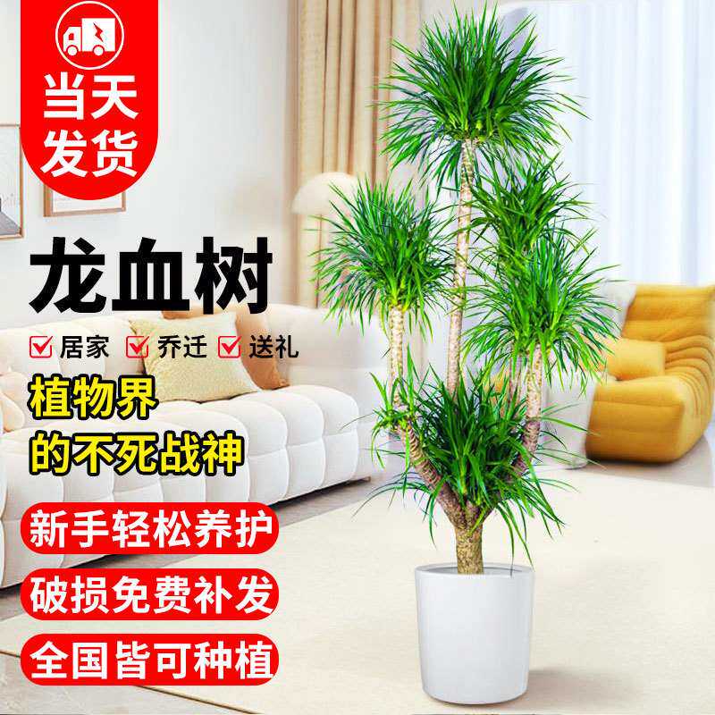 龙血树大型客厅旺宅绿植室内盆栽大盆景龙铁龙须树办公室落地植物