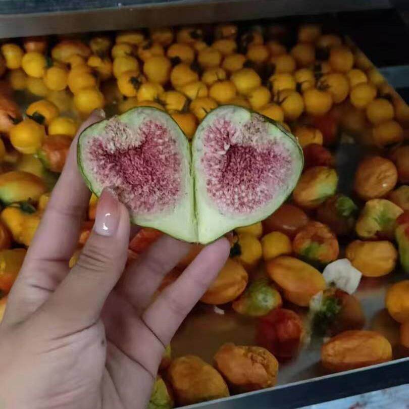 无花果蔬真空冻干机山楂真空冷冻干燥宠物粮全自动真空冻干流水线