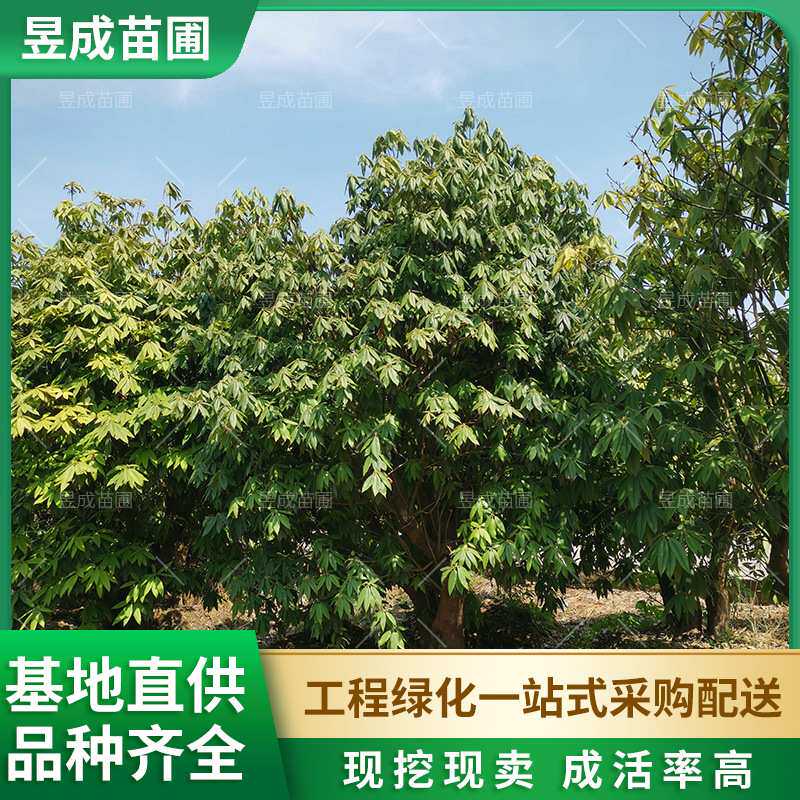 山杜鹃树带花苞发货别墅庭院园林四季开花观赏花卉植物山杜鹃树