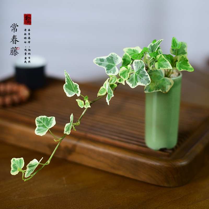 雪莹常春藤盆栽垂藤绿植室内阳台茶几办公室中式禅意盆景