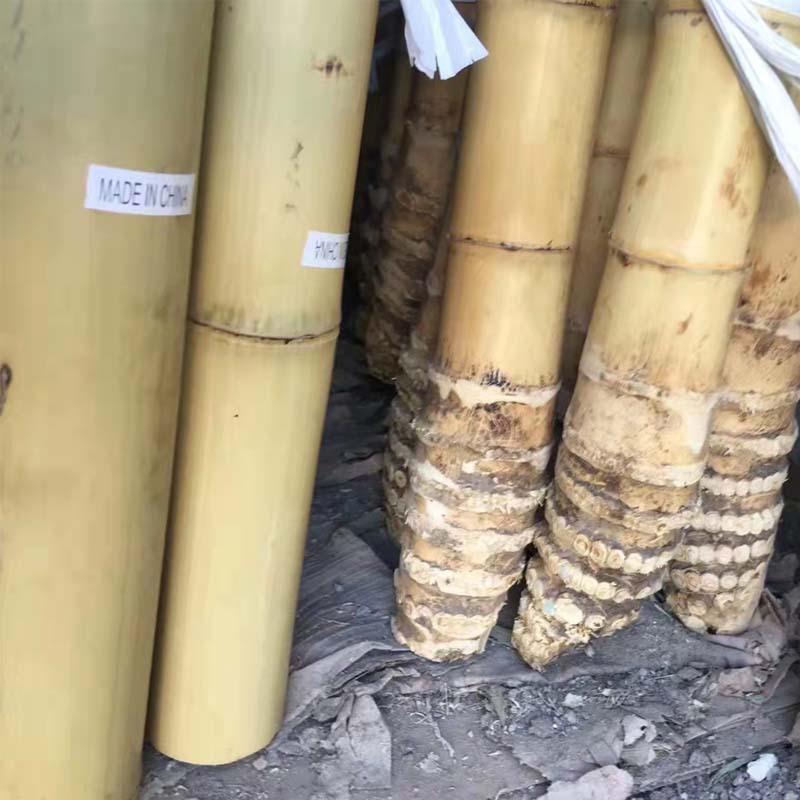 竹竿装饰竹杆篱笆栅栏旗杆跳舞杆户外大棚爬藤手工细竹竿庭院美化