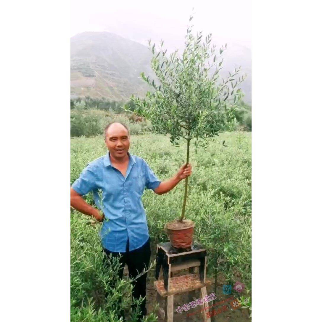 油橄榄树盆栽超大绿植室内大型真植物阳台庭院北欧绿植四季常绿