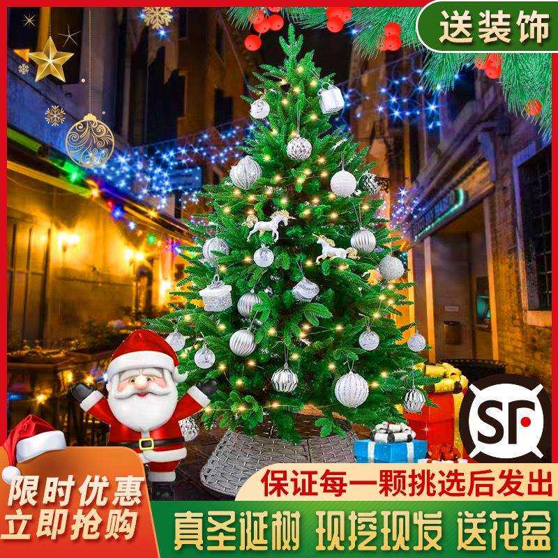 真的圣诞树盆栽真树活的挪威云杉真正的诺贝松真树松树圣诞节绿植