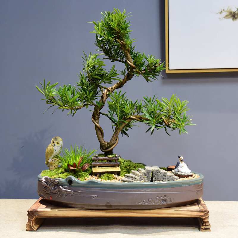 松海罗汉松盆景造型室内绿植盆栽禅意趣味书房茶室摆件带底座盆景