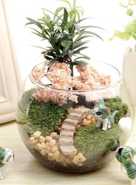 苔藓微景观生态瓶 情人生日礼品活植物 成品创意植物礼品微空间