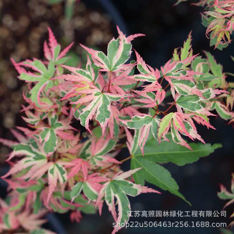 精品春色叶灌丛蝴蝶枫 1公分原盆原土五彩枫 观叶落叶造形蝴蝶枫