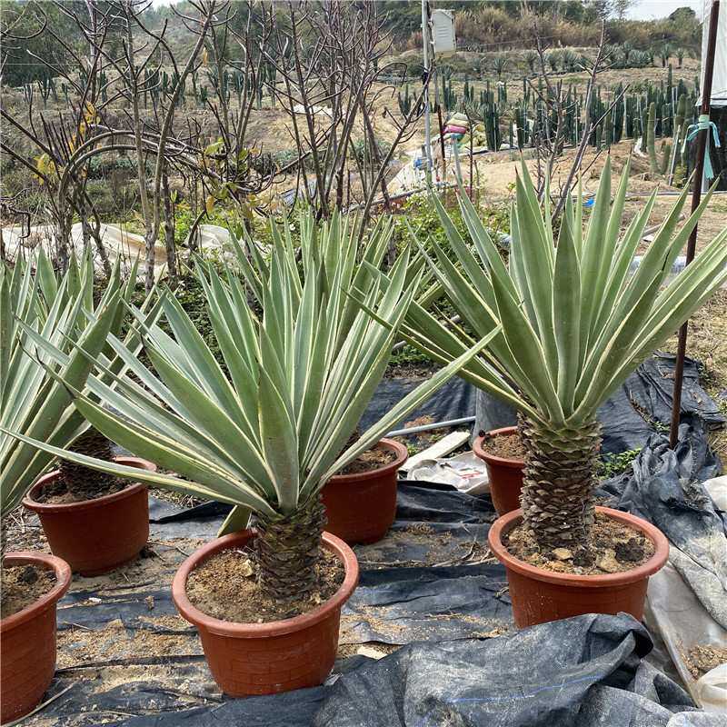 园林植物 马路公路边绿化道路 金边银边龙舌兰供应高杆龙舌兰科属
