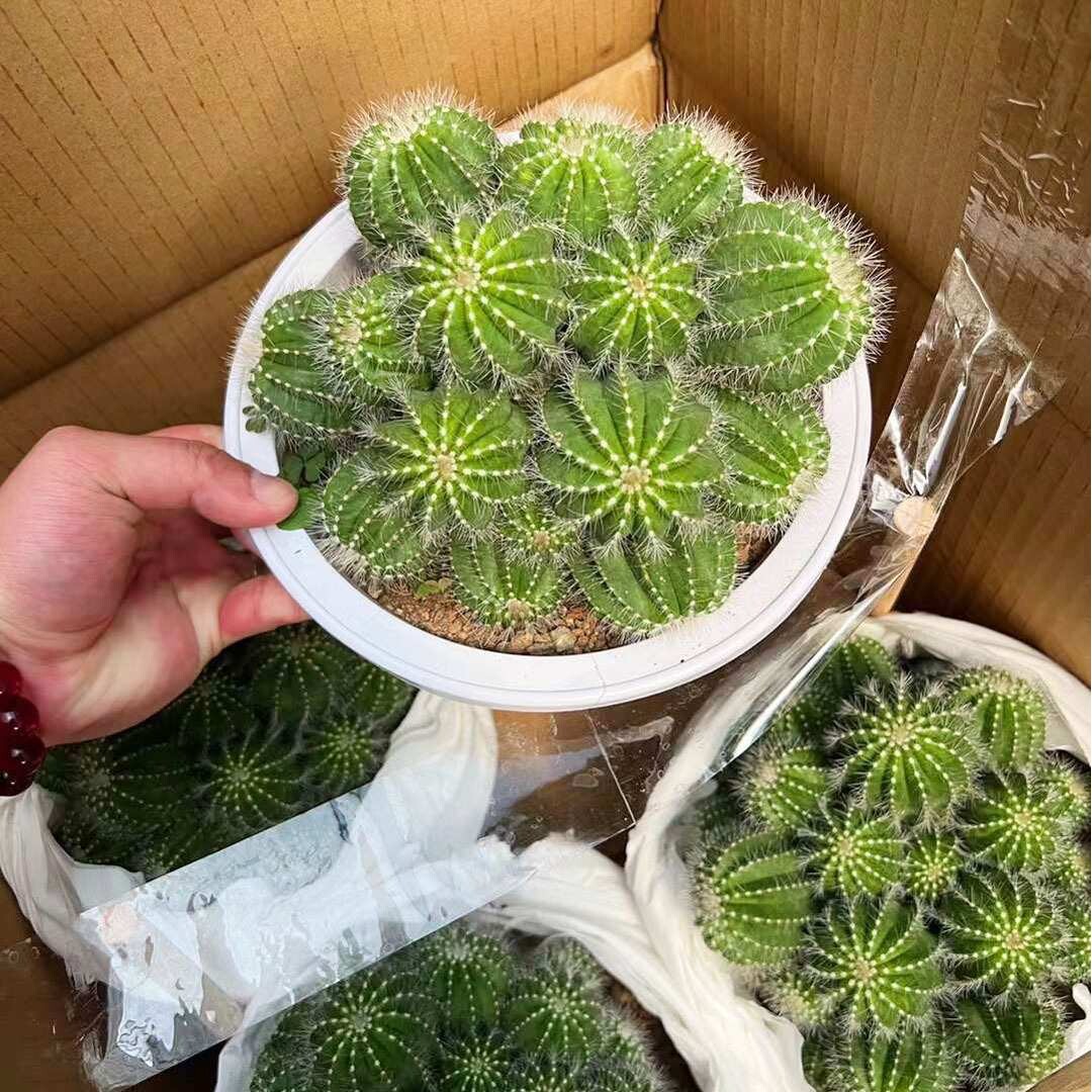 基地直销盆栽花卉 多肉植物仙人球盆栽 居家花卉 多头银冠6装