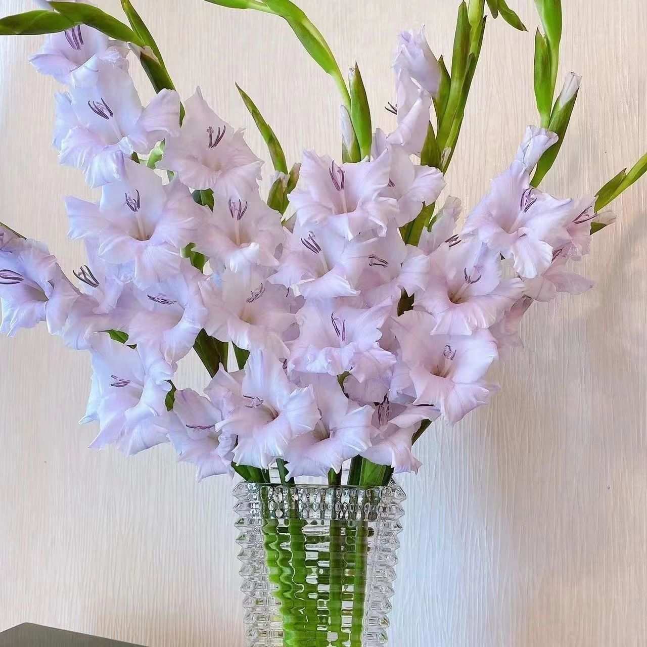 云南鲜花剑兰 唐菖蒲节节高室内水养花插花鲜花送朋友直批冷链