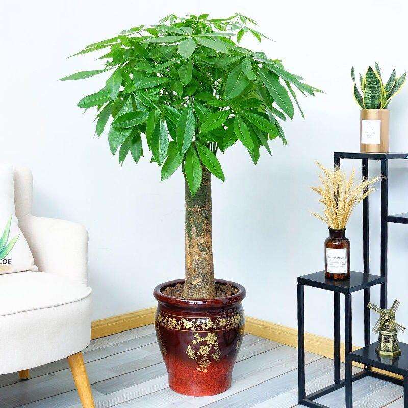 发财树大棵盆栽客厅室内大型绿植物办公室好养绿植开业招财树花卉