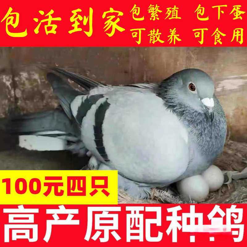 下蛋小青年鸽子活一对苗瓦灰鸽包包鸽子种鸽鸽子肉鸽
