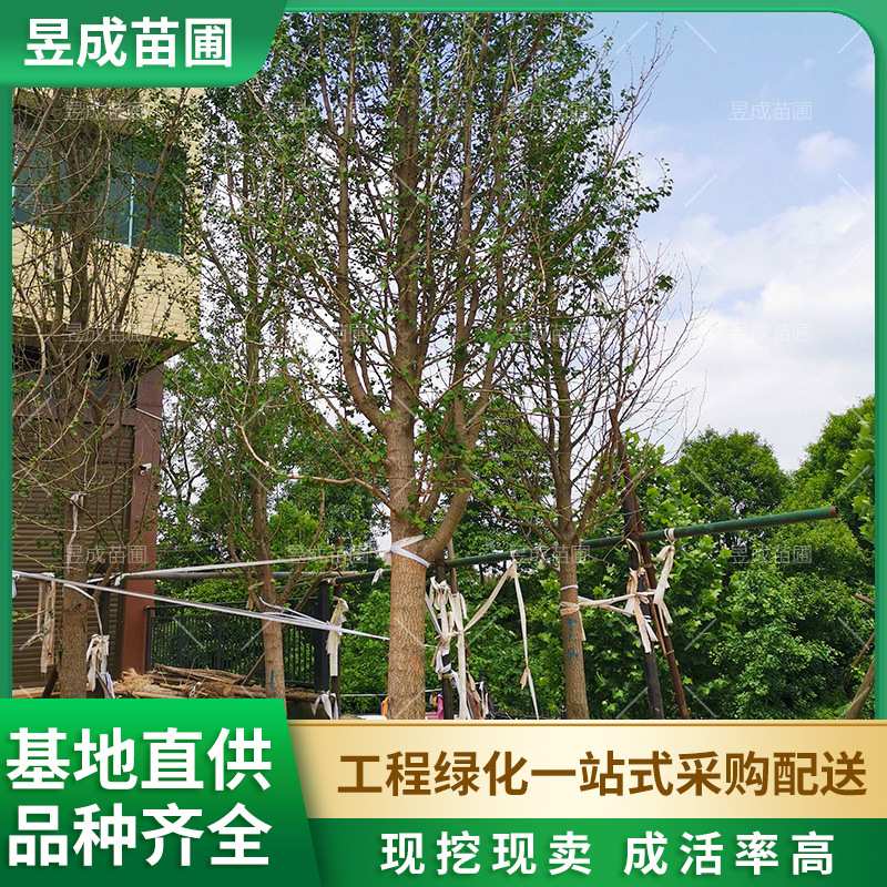 银杏风景树庭院植物行道树绿化苗木基地 地径18-20公分银杏树