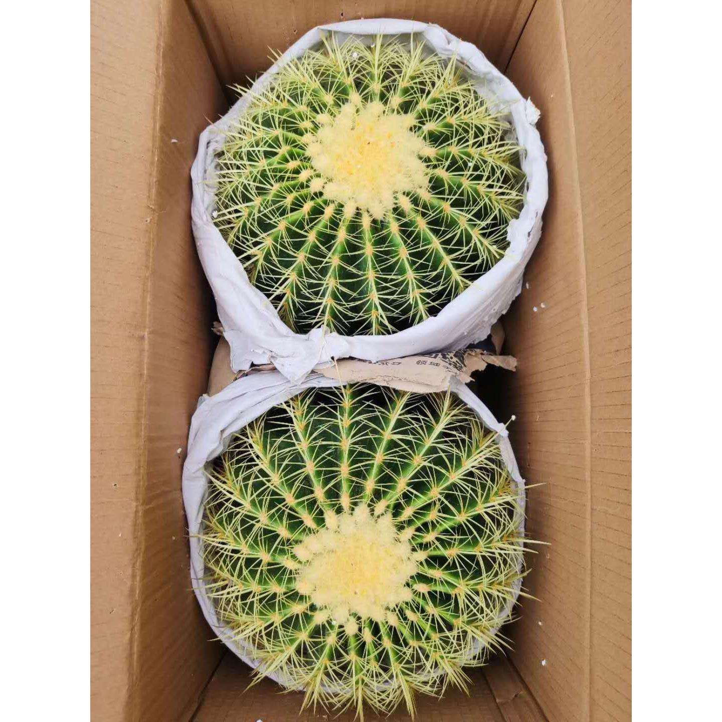 基地直销仙人球多肉植物盆栽 居家花卉绿植盆栽 金琥