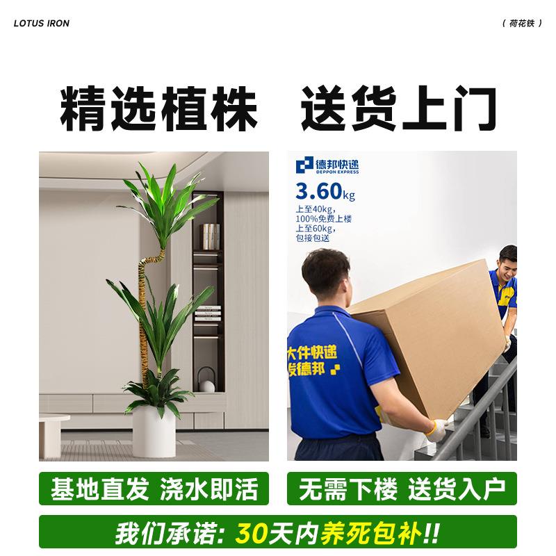 花荷花铁-6铁美人客荷厅绿植荷兰铁栽龙盆树室内大型植物四季好养