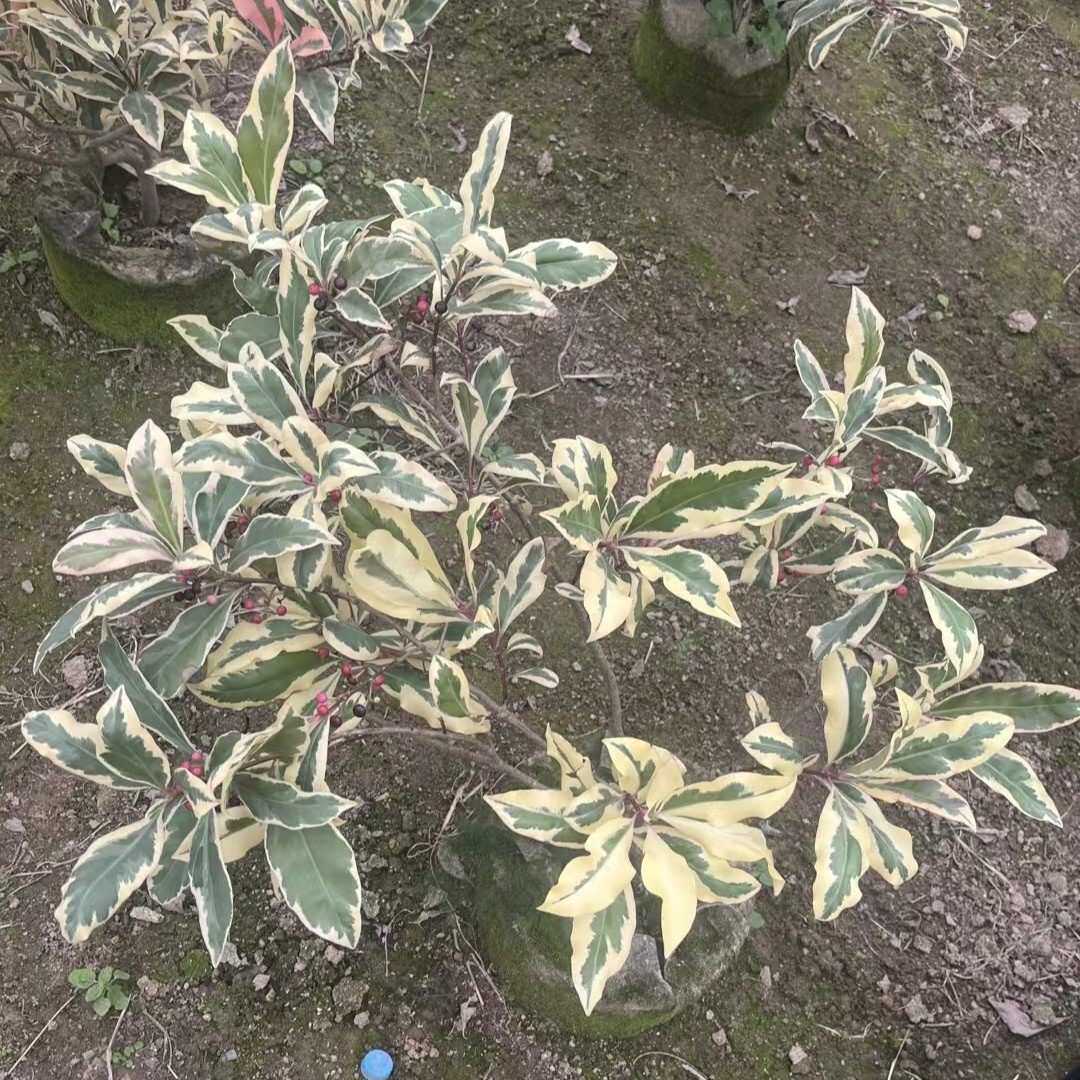 2412基地 供应 锦叶 斑叶 花叶 春不老 60-100cm 东方紫金牛