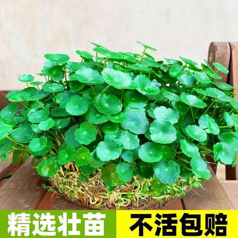精品大叶铜钱草水培植物盆栽水养水栽金钱草室内四季好养绿植花卉