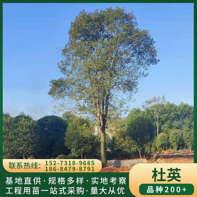 基地直供杜英树 行道树杜英 树形好杆直不偏冠 杜英树 景观树