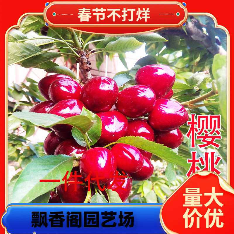 一件代发车厘子大樱桃樱桃苗嫁接苗南北方地栽盆栽庭院种植当年结