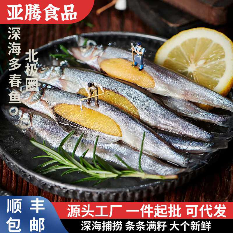 多春鱼满籽新鲜商用海鱼特大号海鱼烧烤食材商用冷冻多籽鱼