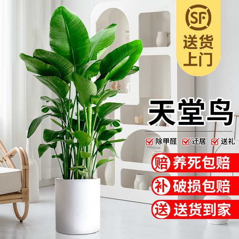 天堂鸟盆栽客厅大型绿植室内旺宅植物花卉办公室大叶鹤望兰去甲醛