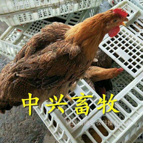 鸡鸭鹅方形运输筐加厚塑料运输鸡笼鸡鸭专用运输笼青年鸡周转箱