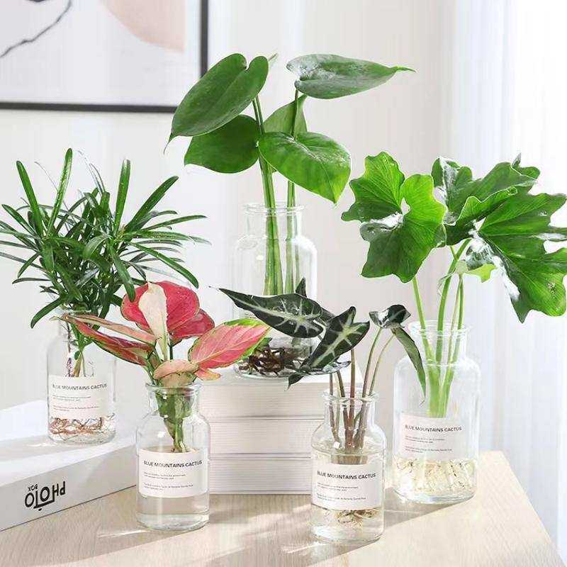 水培植物天堂鸟盆栽龟背竹万年青花卉棕竹绿植室内玻璃瓶观叶好养
