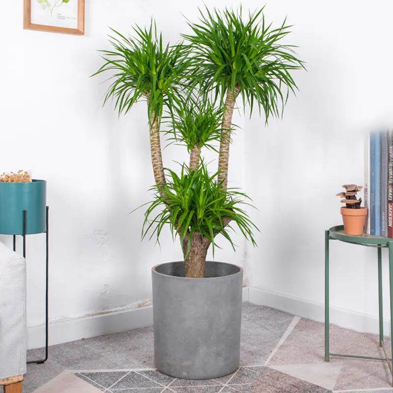 龙须树大型绿植多头龙血树龙铁树发财树室内客厅盆栽花卉植物盆景