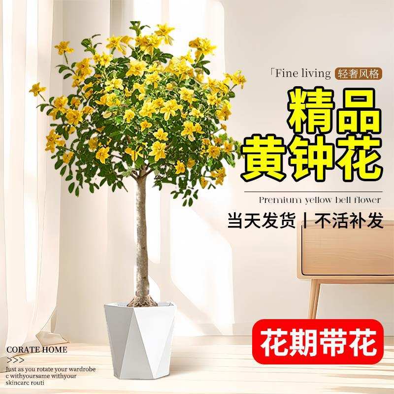 黄钟花盆栽植物大型绿植庭院阳台绿化景观橙钟花丛生绿植四季花卉