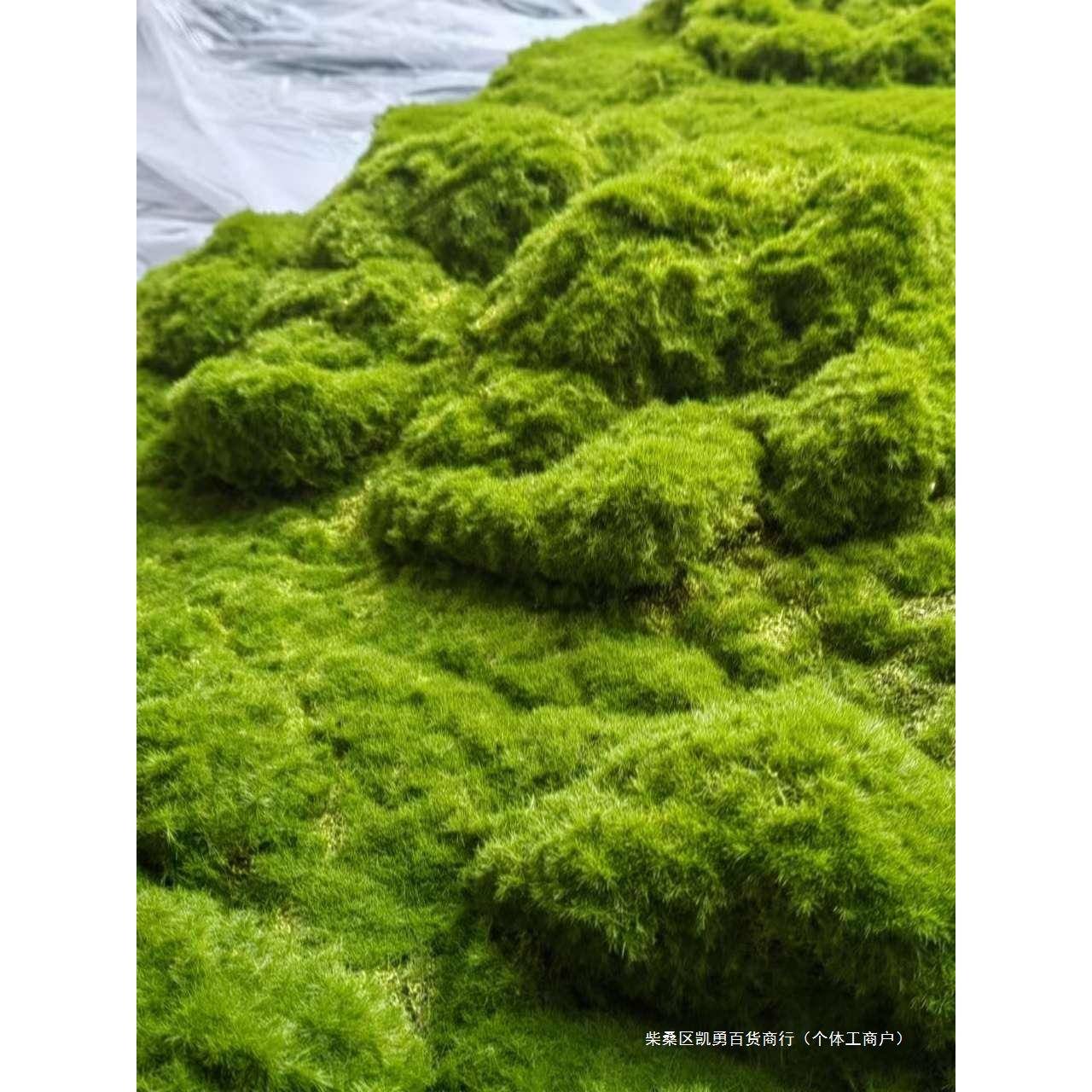 永生绿苔草皮假苔藓摆件园林造景盆景橱窗苔藓装饰墙人造草坪