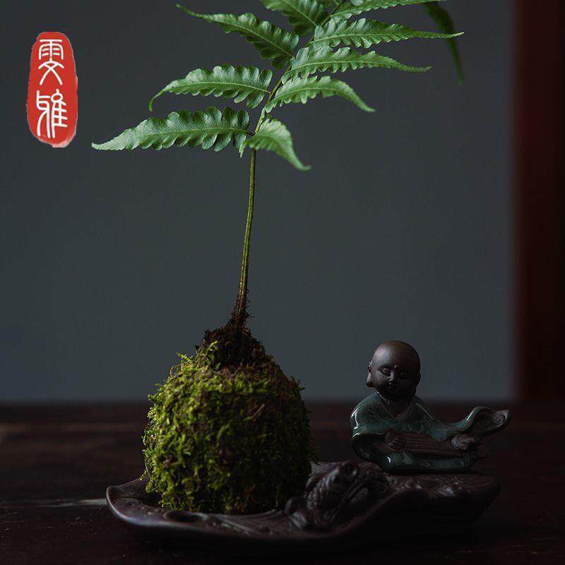 蕨类植物紫琪蕨一叶蕨水培植物富贵蕨苔藓球植物苔玉球网红蕨