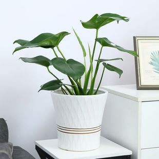 陶瓷花盆家用客厅特大号口径轻奢高级兰花红掌龟背竹专用清仓特价