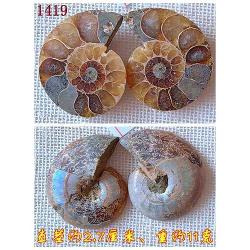 正品开片叶菊石化石摆件石材动情物招全财玉化吊侣坠古生物标本99