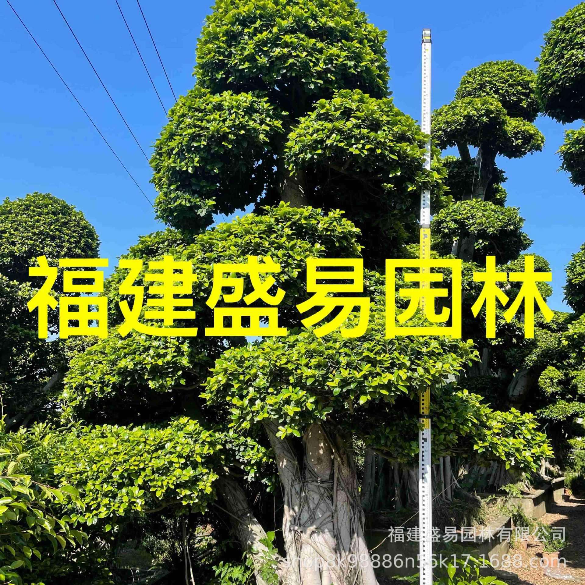 小叶榕桩头价格 榕树盆景 造型榕树 小叶榕桩景 细叶榕