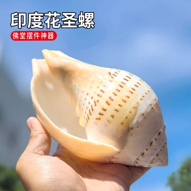 天然海螺贝壳印度花圣螺鱼缸造景装饰家居收藏摆件送人礼物工艺品