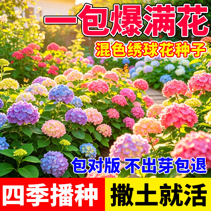绣球花种子重瓣混色花种子四季开花阳台盆栽小院庭院花园花卉种籽图片