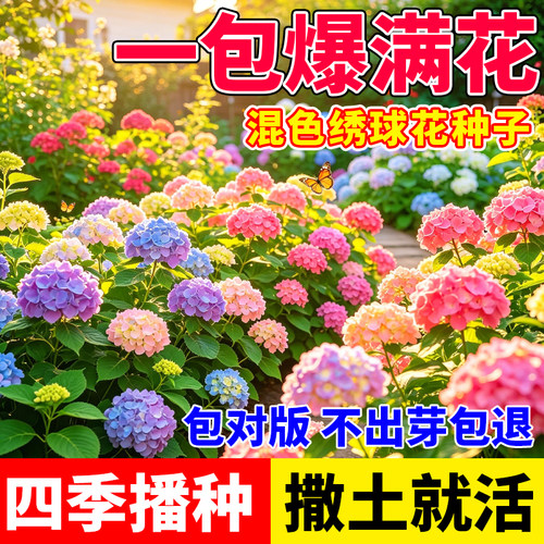 绣球花种子重瓣混色花种子四季开花阳台盆栽小院庭院花园花卉种籽