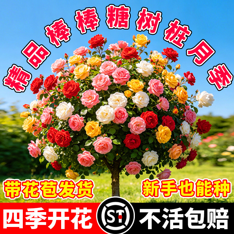 棒棒糖树桩月季老桩花苗盆栽花卉特大花朵四季植物庭院老桩玫瑰