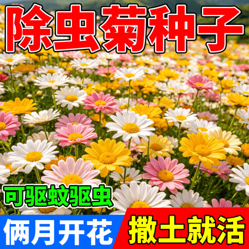 四季播种除虫菊种子驱蚊驱虫室内阳台花卉花种懒人多年生四季开花