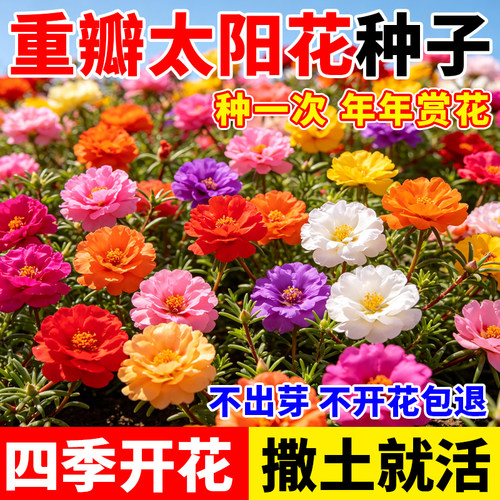 重瓣混色太阳花种子30天爆花四季种植花种籽阳台盆栽小院庭院花海