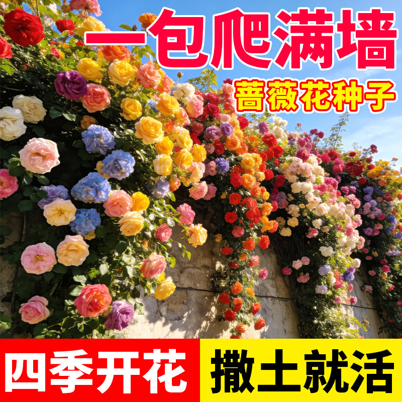 蔷薇花种子四季开花好种易活室内外阳台庭院花园景观花爬藤花籽