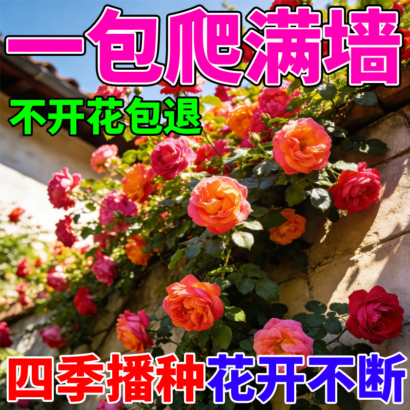 爬藤蔷薇花种子四季开花不断房前屋后庭院花墙易种花卉花籽盆栽